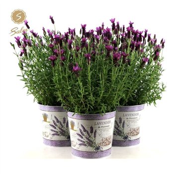 Lavandula stoechas anouk in zinc lavender 45 cm fi21 cm Q3582