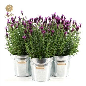 Lavandula stoechas anouk in zinc old-look 45 cm fi21 cm Q3583