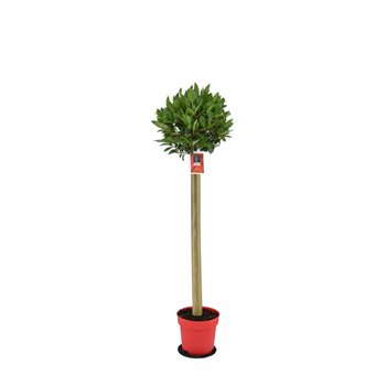 Navadni lovor Navadni lovor bulb on stem 5000 gram 30 cm diameter 120 cm fi20 cm Q3629