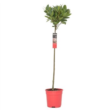 Navadni lovor Navadni lovor bulb on stem 25 cm diameter 5000 gram 120 cm fi20 cm Q3638
