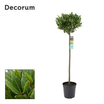 Navadni lovor Navadni lovor bulb on stem 25 cm diameter 5000 gram 120 cm fi20 cm Q3640