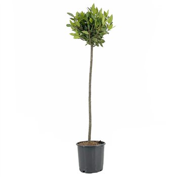 Navadni lovor Navadni lovor bulb on stem 25 cm diameter 5000 gram 120 cm fi20 cm Q3644