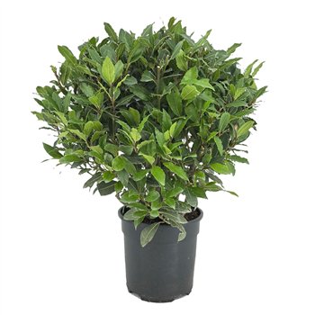 Navadni lovor Navadni lovor bulb without stem 5000 gram 45 cm diameter 55 cm fi20 cm Q3645