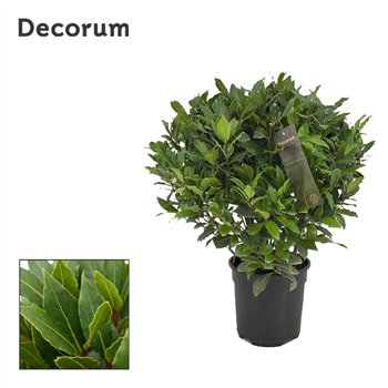 Navadni lovor Navadni lovor bulb without stem 5000 gram 45 cm diameter 55 cm fi20 cm Q3646