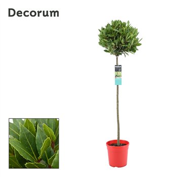 Navadni lovor Navadni lovor bulb on stem 5000 gram 30 cm diameter 120 cm fi20 cm Q3647