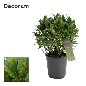 Navadni lovor Navadni lovor bulb without stem 5000 gram 40 cm diameter 50 cm fi20 cm Q3648