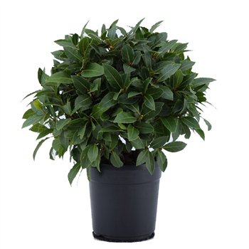 Navadni lovor Navadni lovor bulb without stem 5000 gram 40 cm diameter 50 cm fi20 cm Q3649