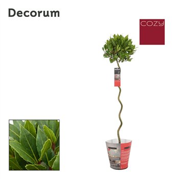 Navadni lovor Navadni lovor Spiraal stem Cozy 25 cm diameter 5000 gram 120 cm fi20 cm Q3650