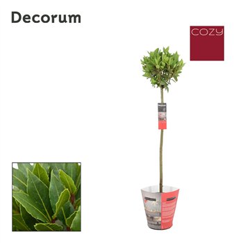 Navadni lovor Navadni lovor bulb on stem Cozy 25 cm diameter 5000 gram 120 cm fi20 cm Q3664