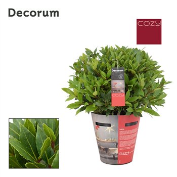 Navadni lovor Navadni lovor bulb without stem Cozy 5000 gram 45 cm diameter 55 cm fi20 cm Q3665
