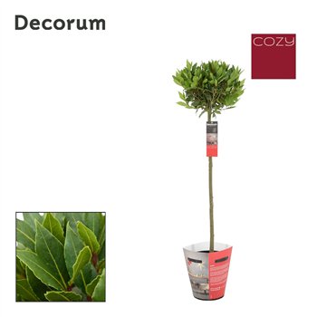 Navadni lovor Navadni lovor bulb on stem Cozy 5000 gram 30 cm diameter 120 cm fi20 cm Q3666