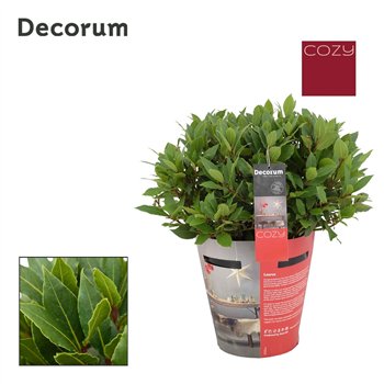 Navadni lovor Navadni lovor bulb without stem Cozy 5000 gram 40 cm diameter 50 cm fi20 cm Q3667