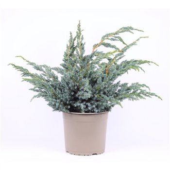 Juniperus squamata meyeri 45 cm fi23 cm Q3233