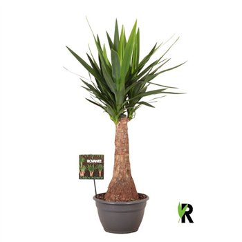 Juka elephantipes rechte stem 1 pp 100cm 26cm Q4918