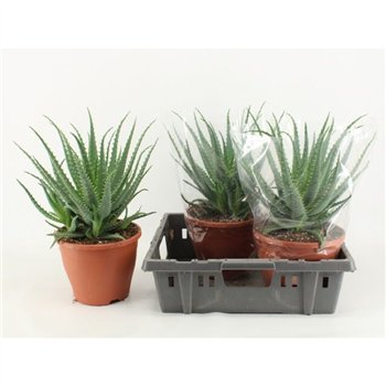 Aloe arborescens 45cm 23cm Q235