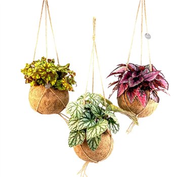 Begonija magic colours Kokodama 17 cm Colour mix 1 pp 30cm 17cm Q829