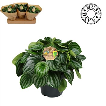 Peperomia argyreia Argyreia watermelon must have2 pp 32cm 17cm Q3376