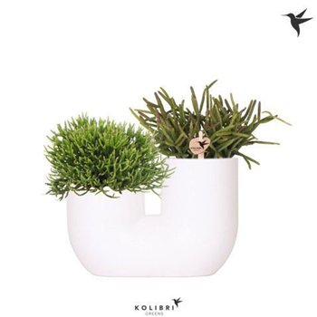 Rhipsalis mix Kolibri Greens in Tube pot white2 pp 25cm 18cm Q4605