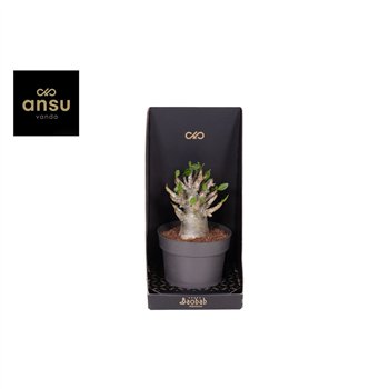 Adenium ansu baobab (niet bloeiend) Baobab - Collection 25cm 12cm Q44