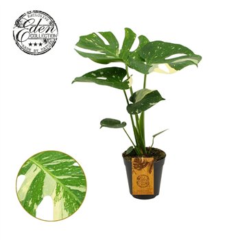 Monstera deliciosa thai constellation Thai 15cm 3 pp 50cm 15cm Q2882