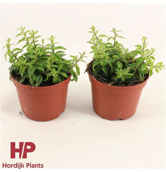 Aeschynanthus twister 18cm 12cm Q66