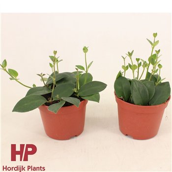 Aeschynanthus mona lisa 7.5cm 12cm Q75