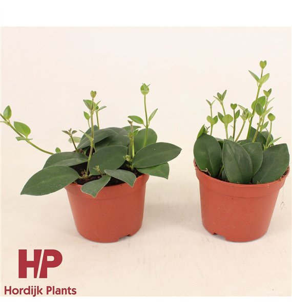 Aeschynanthus mona lisa 7.5cm 12cm Q75