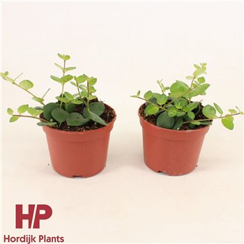 Aeschynanthus pink polka 15cm 12cm Q77