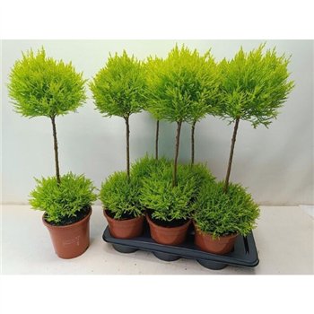 Cipresa macr  goldcrest wilma Goldcrest Duoball 95cm 17cm Q1383