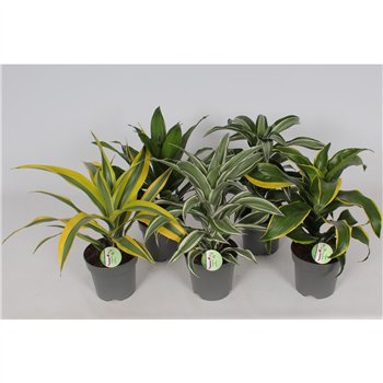 Dracena fragr  mix 3 kinds mix1 pp 50cm 17cm Q1740