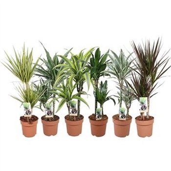 Plants mixkar Green is  dracaena p17 - min 4 soort per laag 8x cc 80cm 17cm Q1876