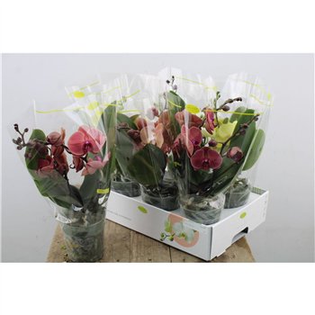 Orhideja Phalaenopsis mix Phal Opti Bo Tablo Mix 2 stebl. 30cm 12cm Q4117
