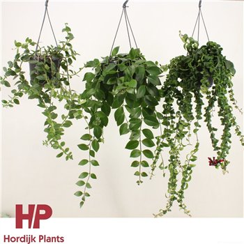 Aeschynanthus radicans Mix Krul&plat 40cm 15cm Q84