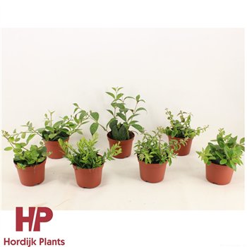 Aeschynanthus radicans 10cm 12cm Q69