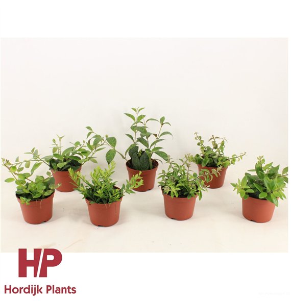 Aeschynanthus radicans 10cm 12cm Q69