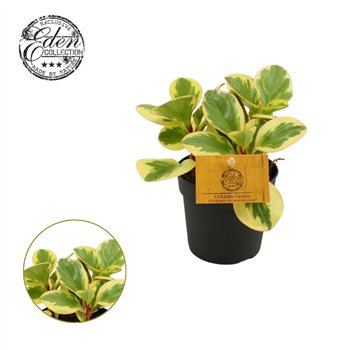 Peperomia obtusifolia obtipan bicolor Obtipan Bicolor 12cm 20cm 12cm Q3379