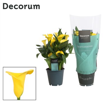 Kala summer sun (Calla) Geel (Decorum)fl 40cm 14cm Q4874