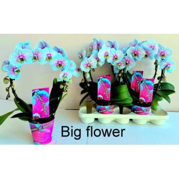 Orhideja Phalaenopsis...