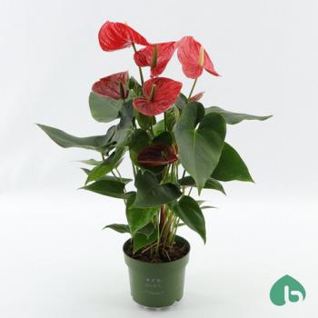 Anthurium andr  oklahoma 6+...
