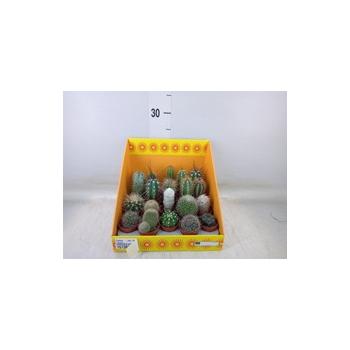 Kaktus mix 18 kinds 10cm 5.5cm