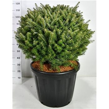 Abies koreana F00006607