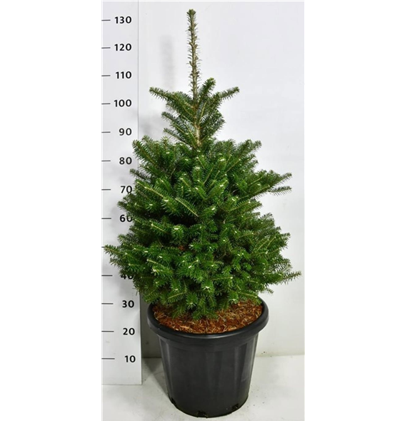 Abies koreana F00005916