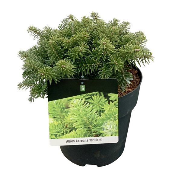 Abies koreana 'Brillant' F00007400