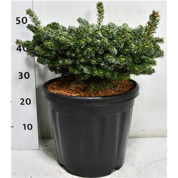 Abies koreana 'Kohouts Icebreaker' F00007544