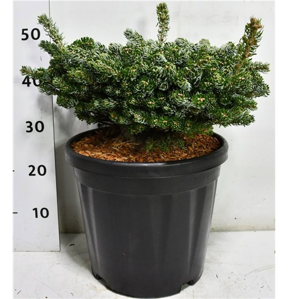 Abies koreana 'Kohouts Icebreaker' F00007544