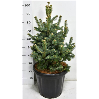 Abies lasiocarpa 'Compacta' F00006683