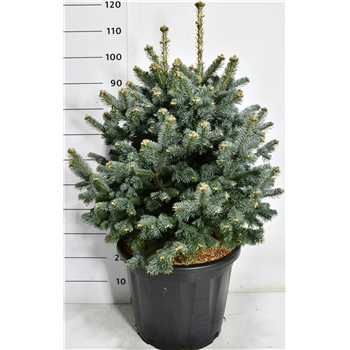 Abies lasiocarpa 'Compacta' F00007542