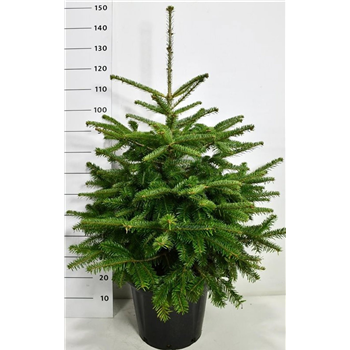 Abies nordmanniana F00006155