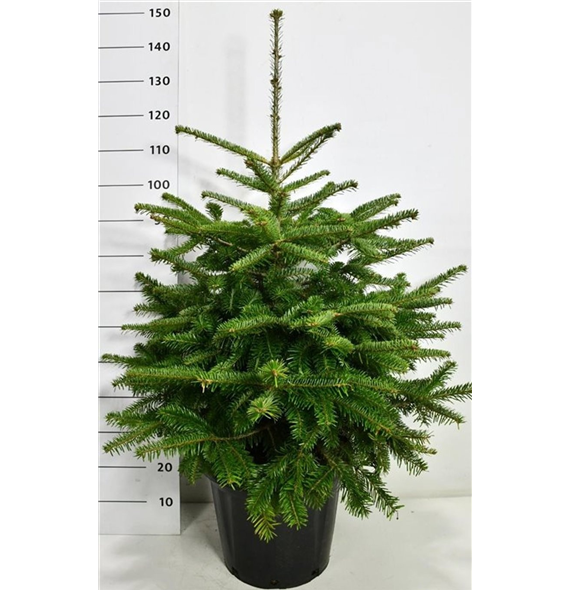Abies nordmanniana F00006155