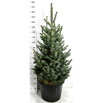 Abies lasiocarpa 'Compacta' F00007787